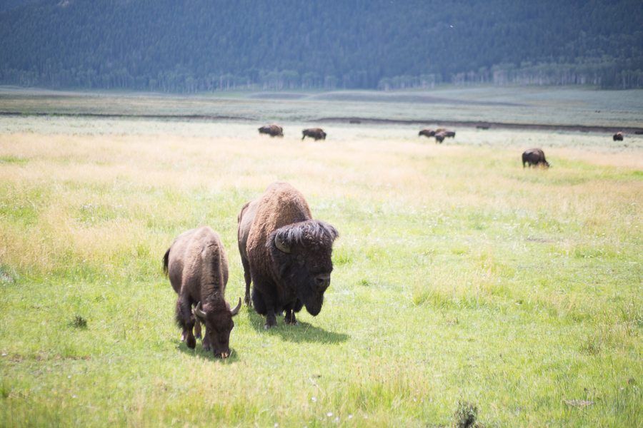 travel-rv travel-yellowstone