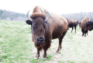 majestic bison