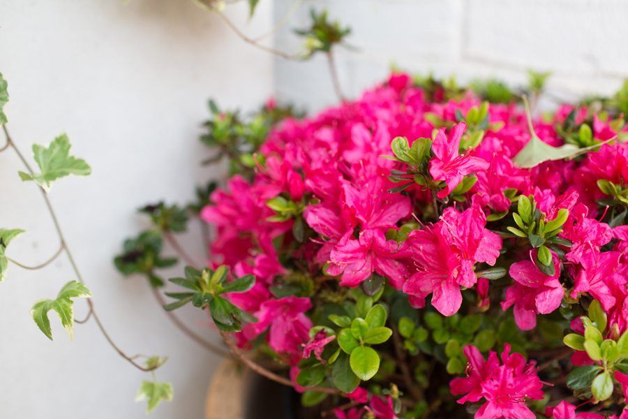 Spring-front-porch