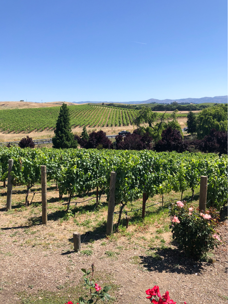 napa valley california vineyards