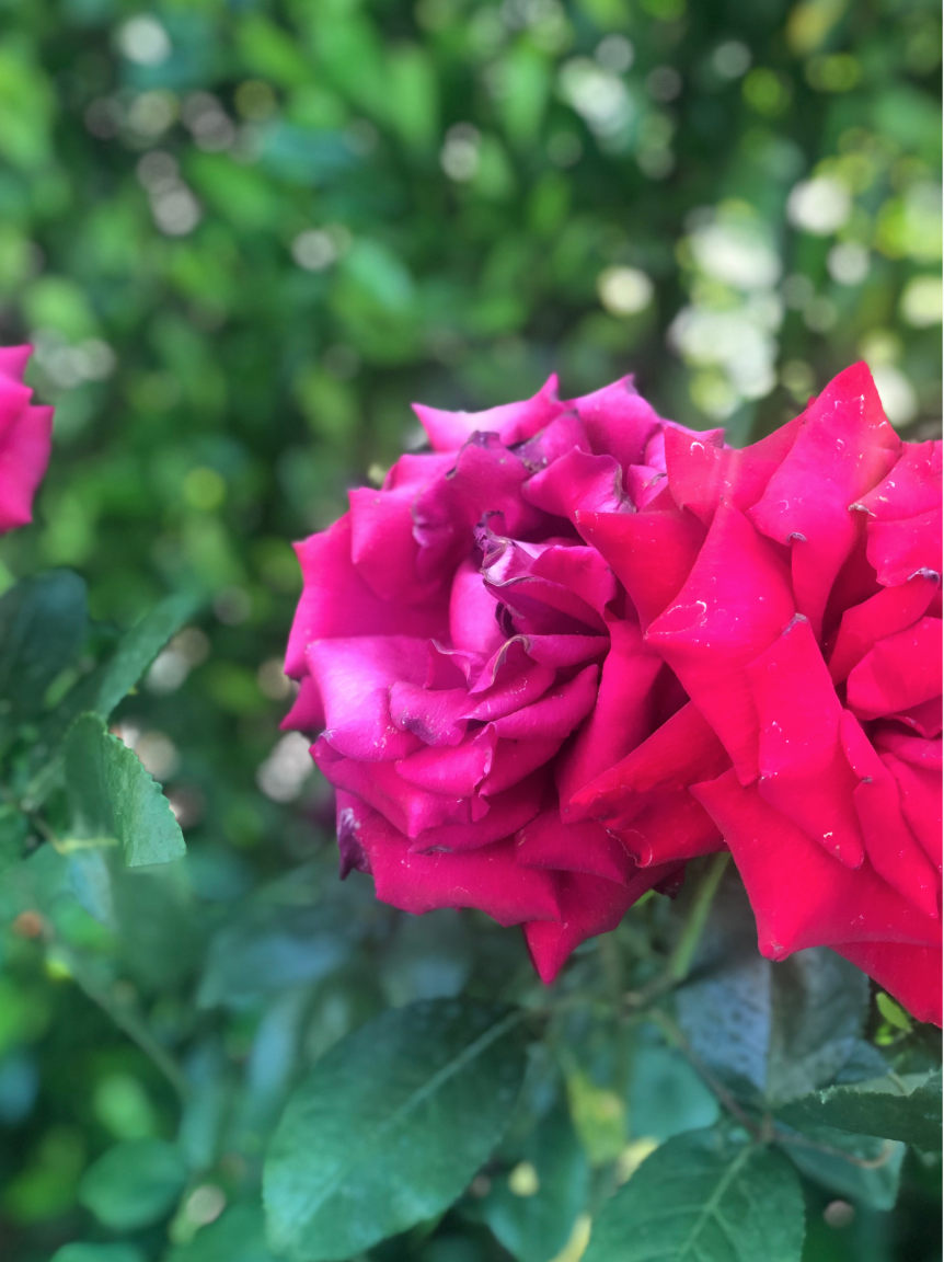 up close of a beautiful hot pink rose